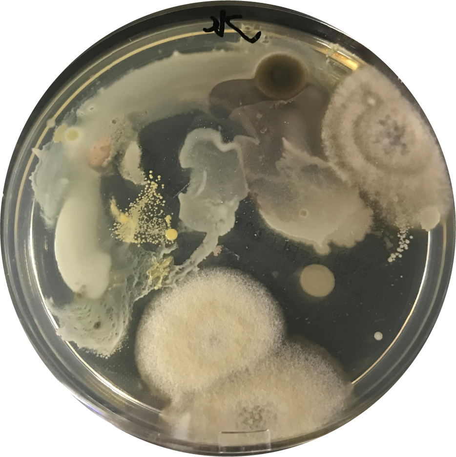 空中浮遊菌